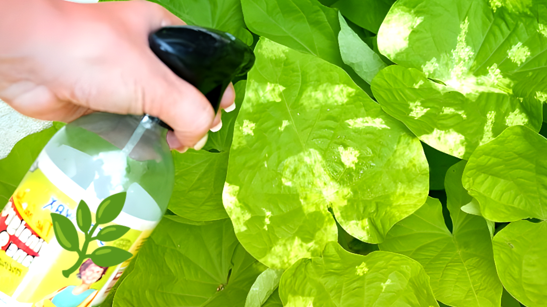 Come liberarti delle cochenilles con del vinaigre bianco? Scopri la guida passo dopo passo!