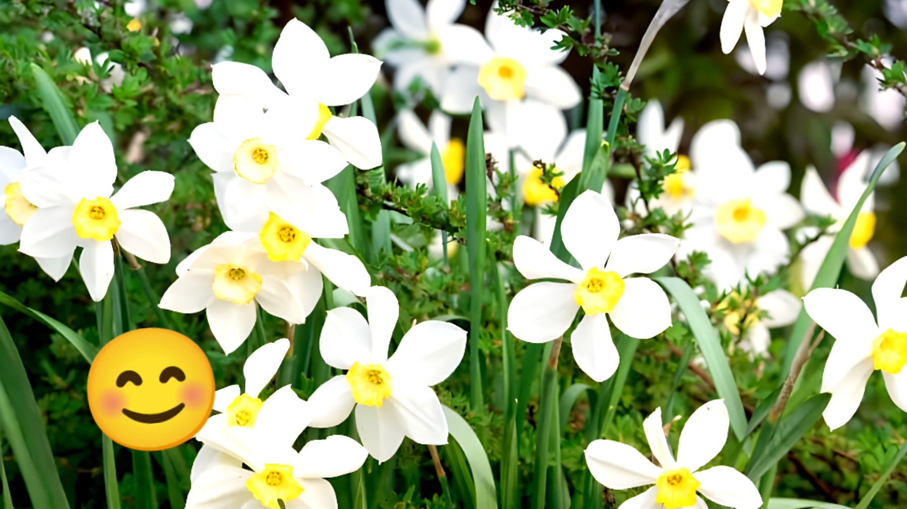 L'innesto del narciso: la stagione giusta non è quella che pensi!