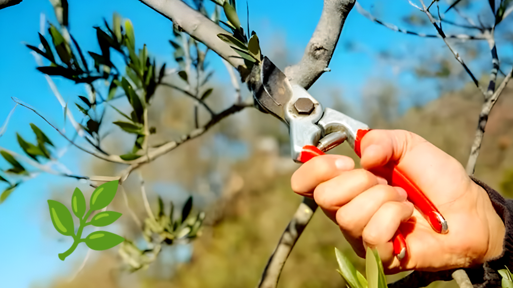 Il segreto della potatura dell'ulivo: scopri il momento giusto per procedere